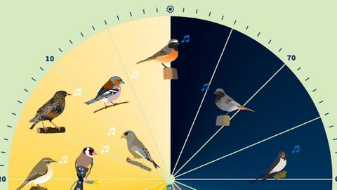 Die Vogeluhr des Nabu