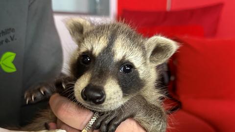 Waschbären und Eichhörnchen im hr3 Studio