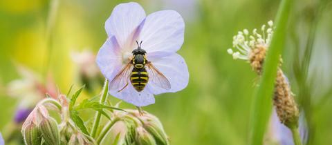 Eine Schwebfliege hat sich auf einer Blüte niedergelassen.