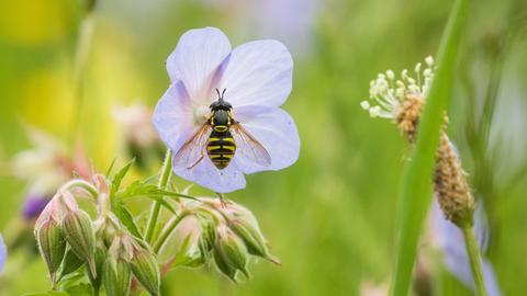 Eine Schwebfliege hat sich auf einer Blüte niedergelassen.