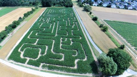 Auch das Maislabyrinth in Bickenbach ist nicht zu unterschätzen und wird Euch großen, kniffligen Spaß bringen.