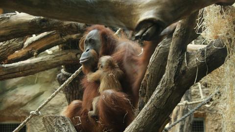 Orang Utan Baby im Frankfurter Zoo
